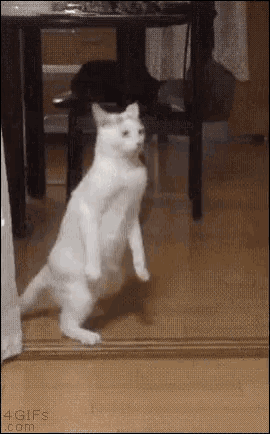 Cat Walk Funny Animals GIF , CatWalk FunnyAnimals Cats , Discover \u0026 Share GIFs